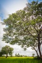 Green single tree on the rice field with cloudy blue sky background. Landscape view of big tree in green rice field on cloudy day. Royalty Free Stock Photo