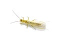 Green siphonoperla stonefly plecoptera trout bait