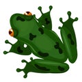Green sitting frog isolated on white background. Vector image