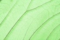 Green skeleton leaf structure Royalty Free Stock Photo