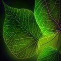 Green skeletonized tree leaves, plant veins macro, abstract background, Generative AI