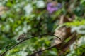 Green skimmer perched on a branch