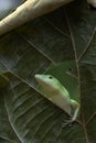 Green skink lizard in a froest