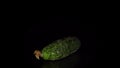 Green-skinned cucumber rotates on a black background.