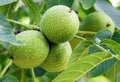 Green-skinned walnuts are hanging all over the branches