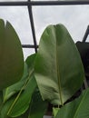 Green sky bright sun light glass leaf banana tree plant rain focus stem