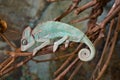 Green sleeping chameleon with twisted tail Royalty Free Stock Photo