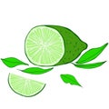 Green sliced lime, half sliced lime, leaves. For the design and decoration of packages, paper, menus, napkins, cookbooks, cards,