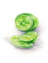 Green sliced lime on white background hand drawn in watercolor Royalty Free Stock Photo