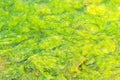 Green slime from algae in lake