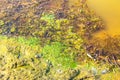 Green slime in pond with yellow water in Germany Royalty Free Stock Photo