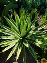 Green small aloe plant Royalty Free Stock Photo