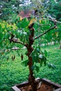 Green, small, beauty, wood