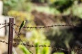 Green small bird on the barbed wire Royalty Free Stock Photo