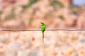 Green small bird on the wire Royalty Free Stock Photo