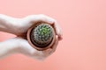 Small cactus pot young girl hands pink background Royalty Free Stock Photo