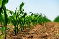 Green small corn sprouts in cultivated agricultural field, low angle view. Agriculture and cultivation concept