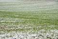 Green small crops in spring with snow