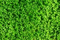 Green small fern texture background. Green fern texture Royalty Free Stock Photo