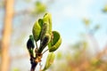 Green small first apple leaves close up detail Royalty Free Stock Photo