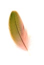 Green small isolated feather