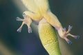 Green small lizard climbing up on glass