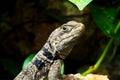 Green small lizard gecko close up Royalty Free Stock Photo