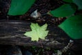 Green small maple leaf on fallen tree trunk nature background Royalty Free Stock Photo