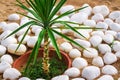 Green small palm growing in flower pot outside Royalty Free Stock Photo