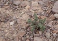 Green small plant in the desert Royalty Free Stock Photo
