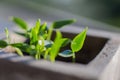 Green small plant sprout in a pot on the window macro shooting Royalty Free Stock Photo