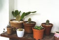 Green small plants in the pots at the local shop Royalty Free Stock Photo