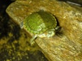 Green and small red-eared turtle