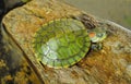 Green and small red-eared turtle