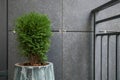 Green small spherical Chinese thuja in a concrete pot near the house at the entrance. Traditional home decorations. Entrance to