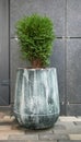 Green small spherical Chinese thuja in a concrete pot near the house at the entrance. Traditional home decorations. Entrance to