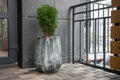 Green small spherical Chinese thuja in a concrete pot near the house at the entrance. Traditional home decorations. Entrance to