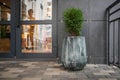 Green small spherical Chinese thuja in a concrete pot near the house at the entrance. Traditional home decorations. Entrance to