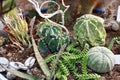 Green small succulent plants in the pots close up Royalty Free Stock Photo