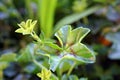 Green small succulent plants in the pots close up Royalty Free Stock Photo