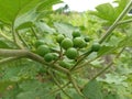 Green small Thai eggplant on tree. Fresh Thai Small (Pea) Eggplant (Aubergine) backgrounds. Royalty Free Stock Photo