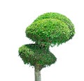 Green small tree Royalty Free Stock Photo