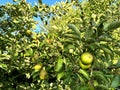 Small green apples ripen on an apple tree in the garden in summer Royalty Free Stock Photo