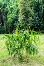 Green small young Palm tree Royalty Free Stock Photo