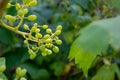 Green small young ripening grapes growing on a vine in a summer vineyard, selective focus Royalty Free Stock Photo