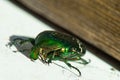 green smaragd beetle insect