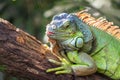 A green smiling big iguana is lying on a tree branch Royalty Free Stock Photo