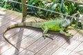 A green smiling big iguana is lying on a tree branch Royalty Free Stock Photo