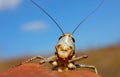 Green smiling grasshopper