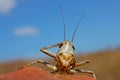 Green smiling grasshopper